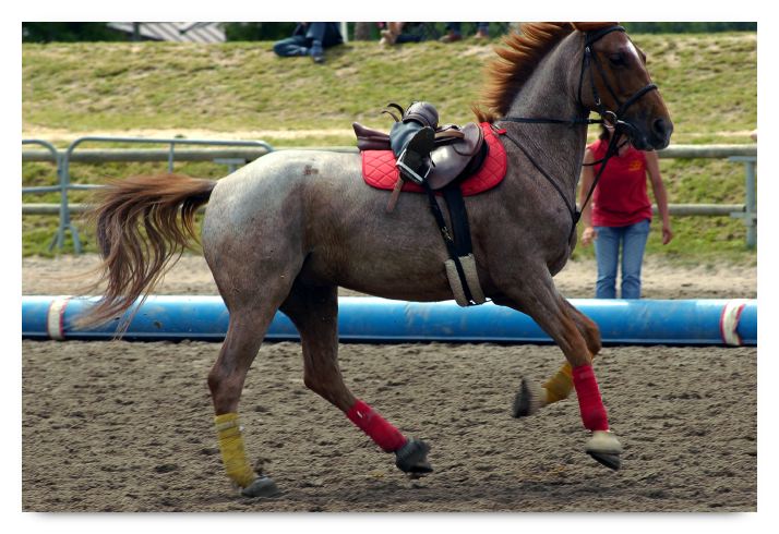 horse ball HB060605-0822