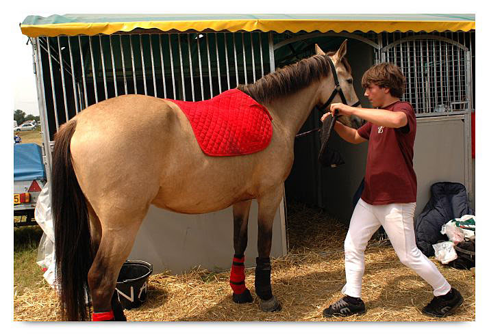 horse ball HB060604-527